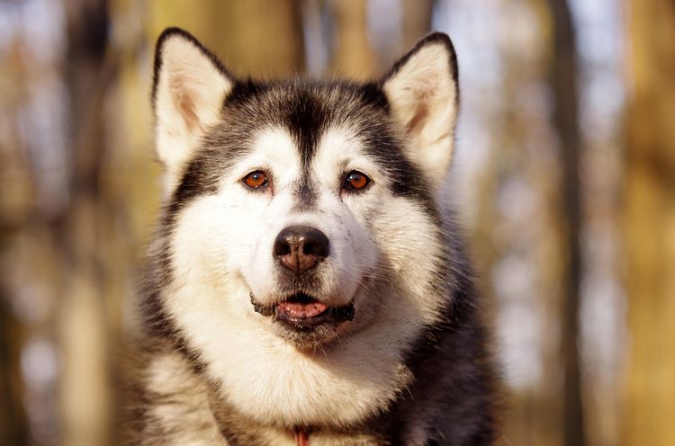 Cómo adiestrar a un perro husky