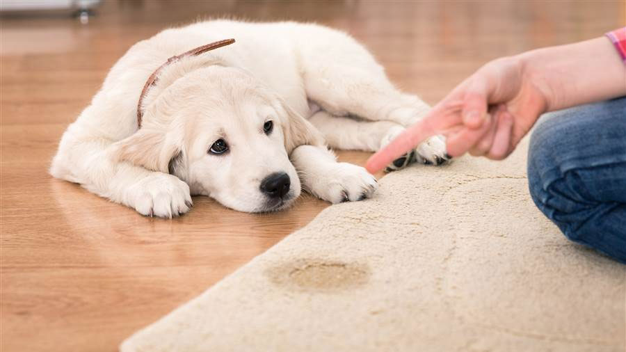 ¿A partir de qué edad huele la orina del cachorro?