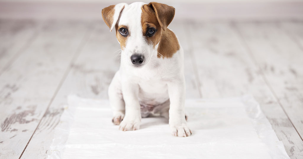 Cómo eliminar el olor de la orina de perro en el piso