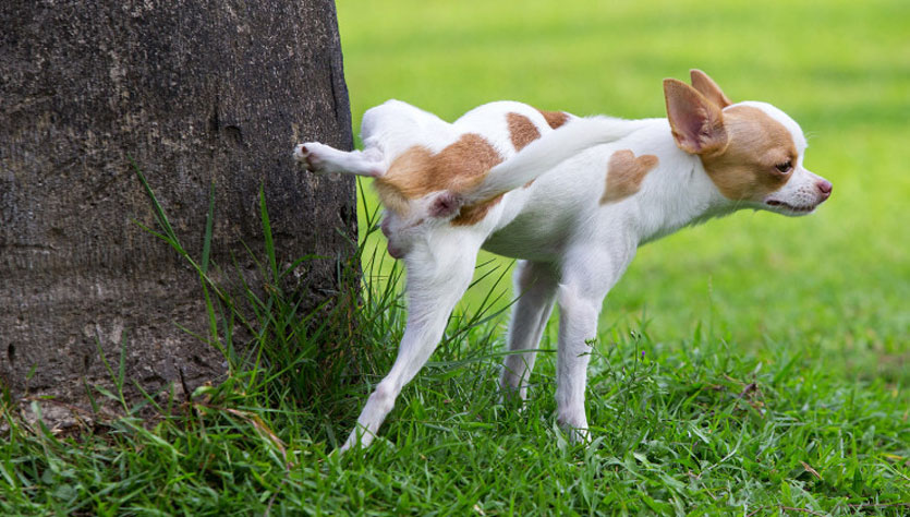 El perro marca el territorio
