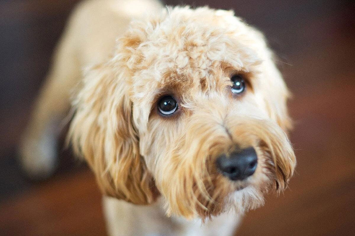 Por qué un perro adulto defeca en el apartamento