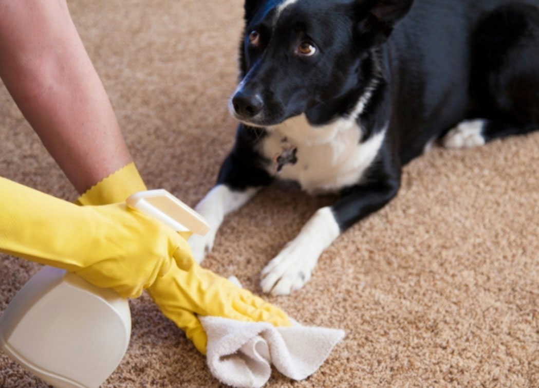 Cómo eliminar el olor a orina de perro de la alfombra