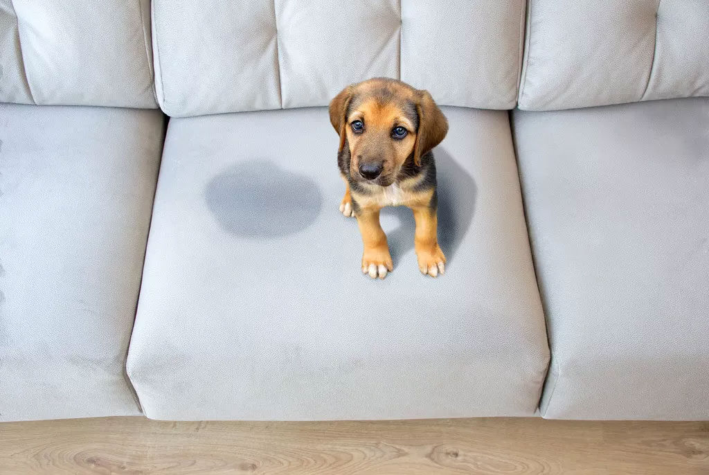 Cómo eliminar el olor de la orina de perro del sofá