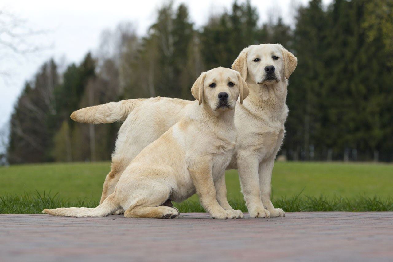 Características de sexo en los perros