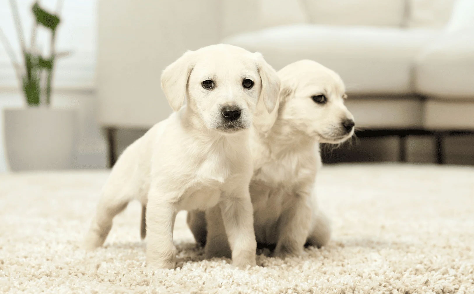 Cómo determinar el sexo del cachorro