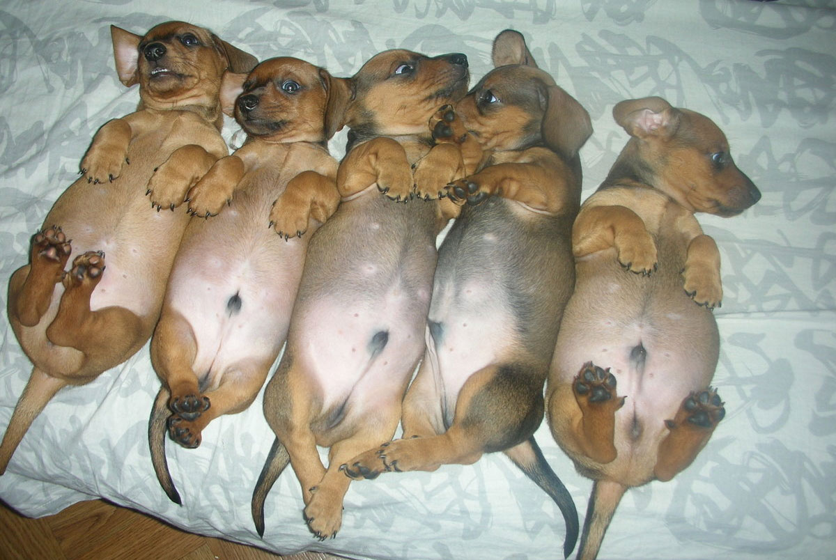 Cachorros pequeños machos