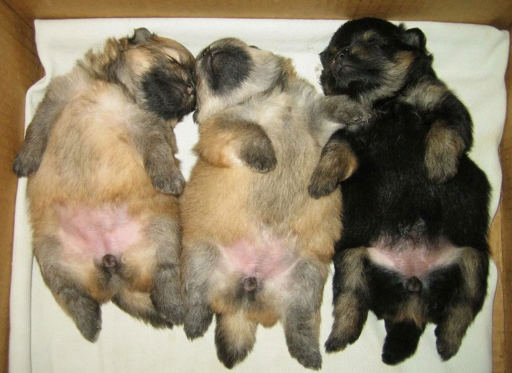 Cachorros pequeños hembras