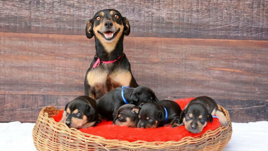 ¿Se puede saber el sexo de los futuros cachorros?