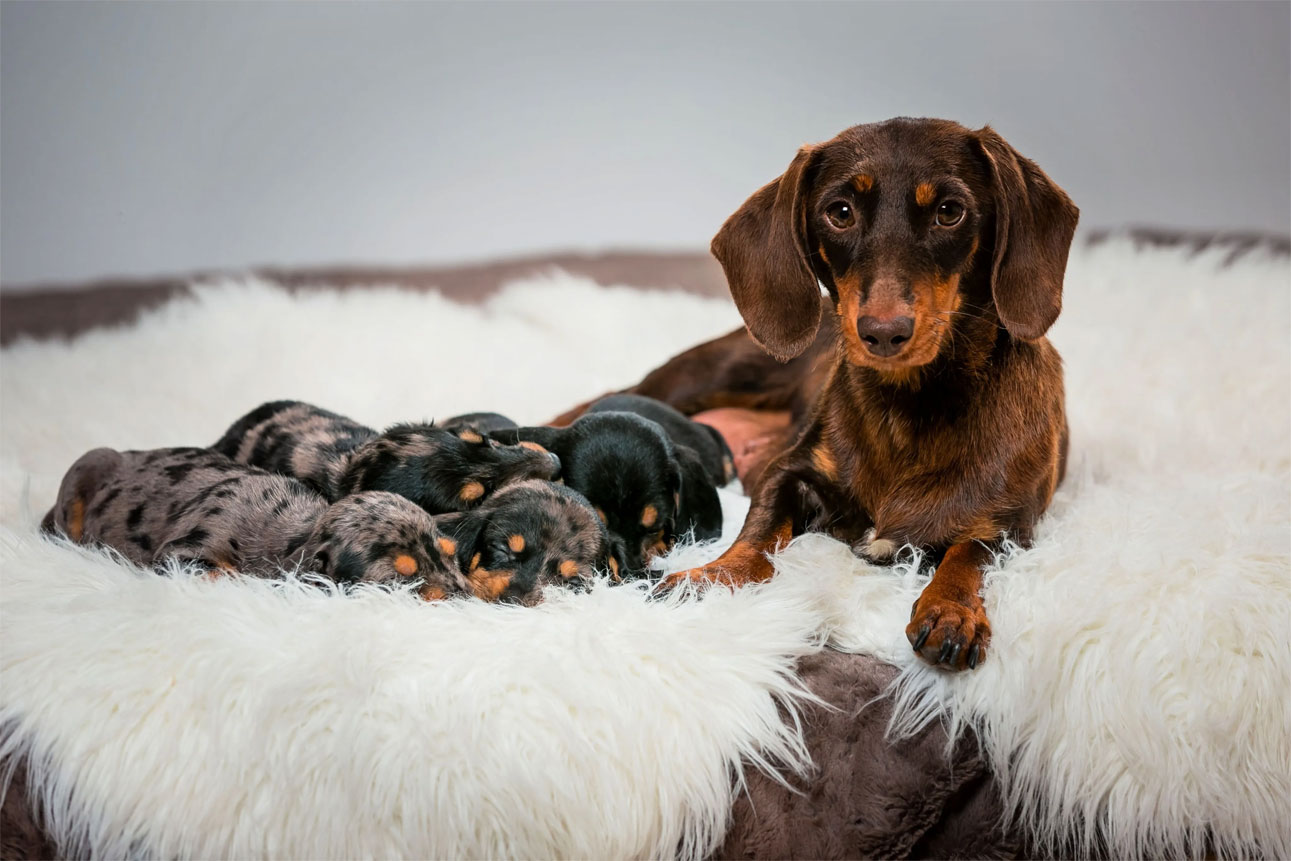 Cómo determinar el sexo de un cachorro después del nacimiento