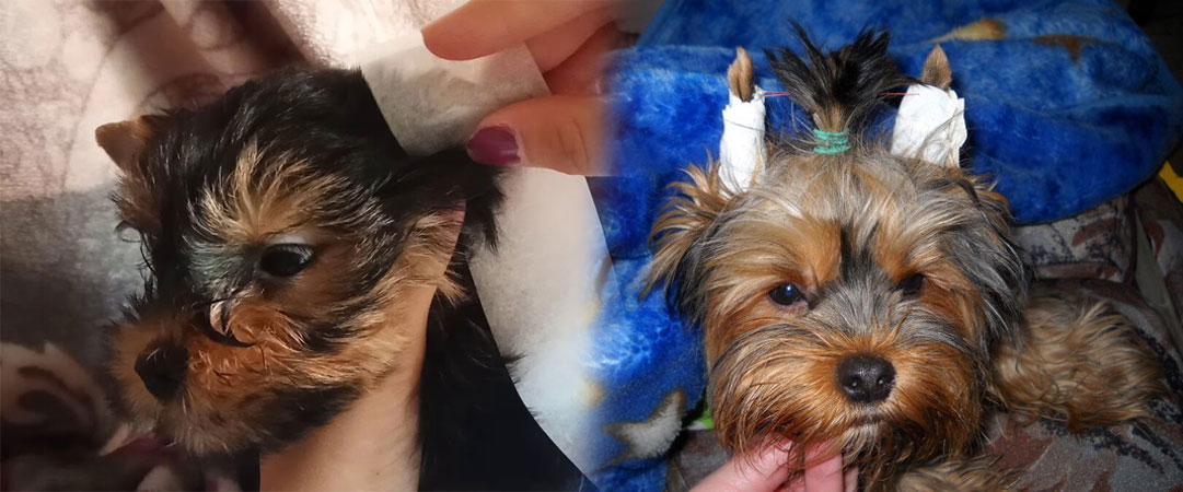 Pegado de orejas a un cachorro de York