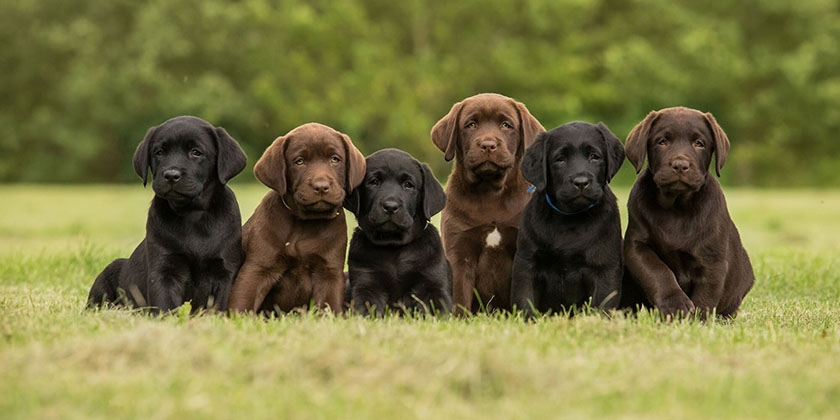 Cachorros de raza pura