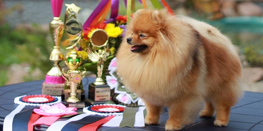 Cómo hacer el pedigrí de un perro