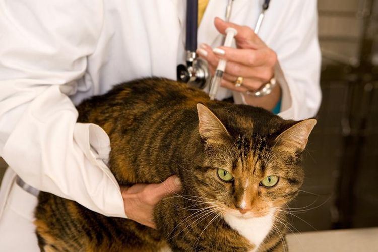 El veterinario vacuna al gato