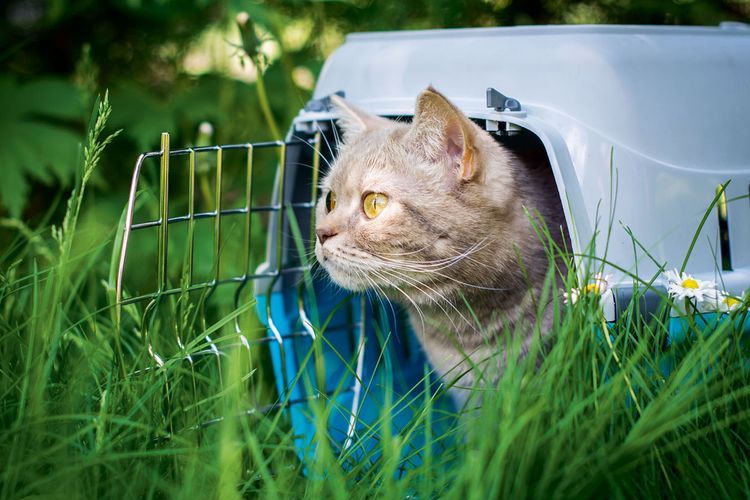 Gata en un paseo