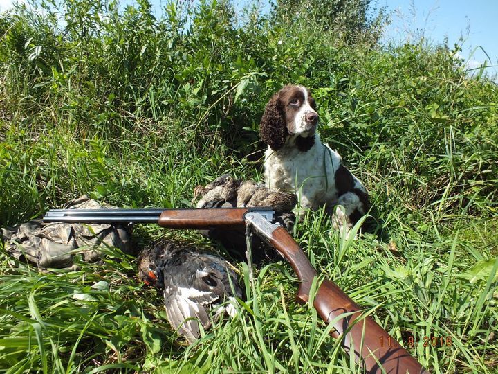 kakaya-poroda-sobak-vyvedena-dlya-ohoty-11 Springer Spaniel