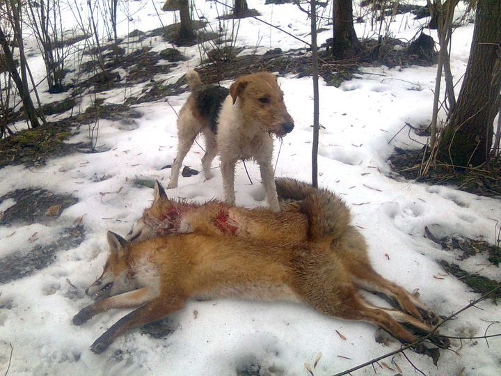 kakaya-poroda-sobak-vyvedena-dlya-ohoty-12 Fox Terrier