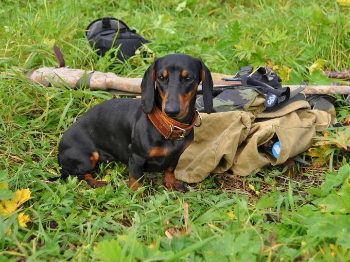 kakaya-poroda-sobak-vyvedena-dlya-ohoty-13 Perro salchicha