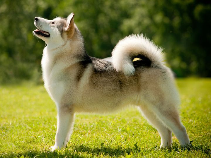 kakaya-poroda-sobak-vyvedena-dlya-ohoty-3 Laika