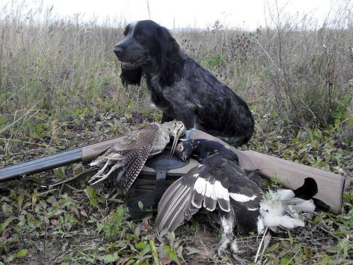 kakaya-poroda-sobak-vyvedena-dlya-ohoty-5 Spaniel