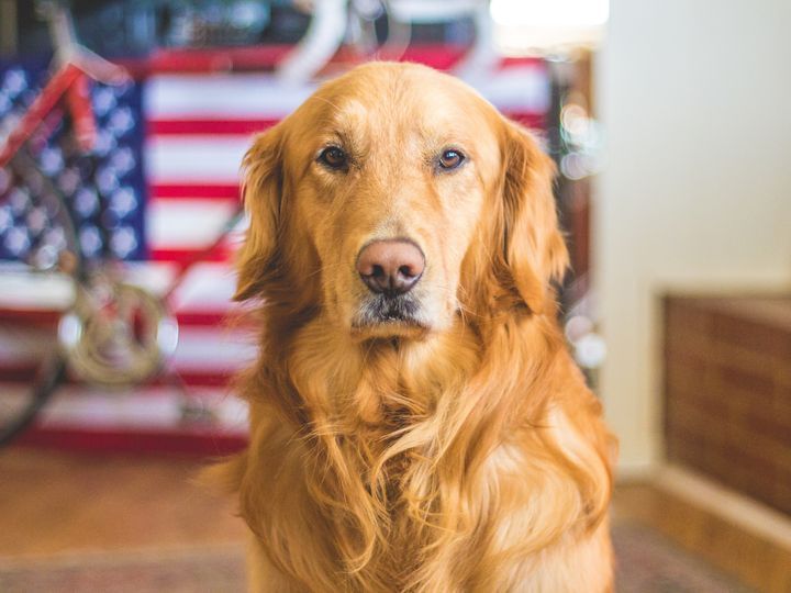 kakaya-poroda-sobak-vyvedena-dlya-ohoty-7 Golden retriever