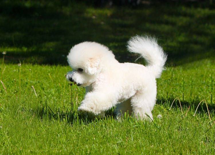 kakih-sobak-nelzya-strich-2 Bichón frisé