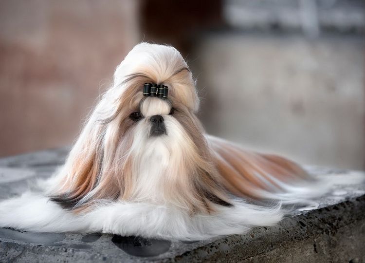 kakih-sobak-nelzya-strich-3 Shih Tzu