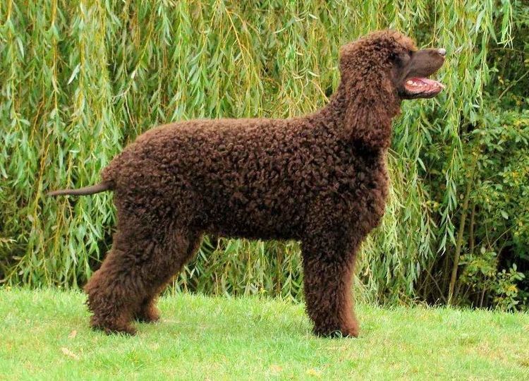 kakih-sobak-nelzya-strich-5 Spaniel irlandés
