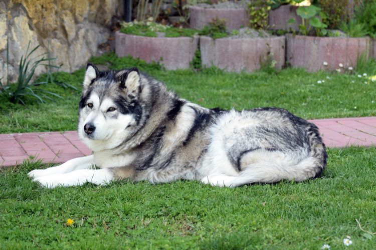 Husky