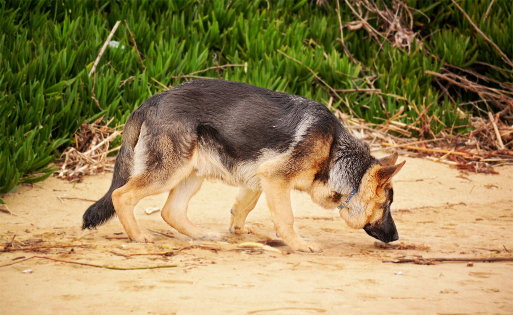 Características del olfato canino