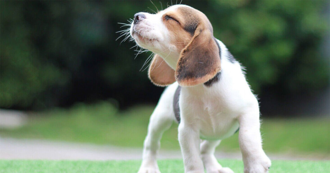 El olfato en los perros: por qué algunos olores no les gustan a los perros.