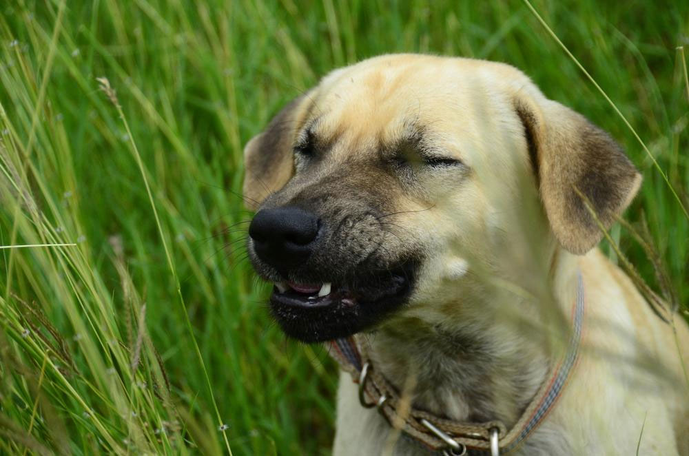 Reacción del perro ante un olor desagradable