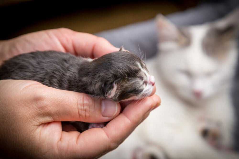 Gatito en brazos con una gata de fondo