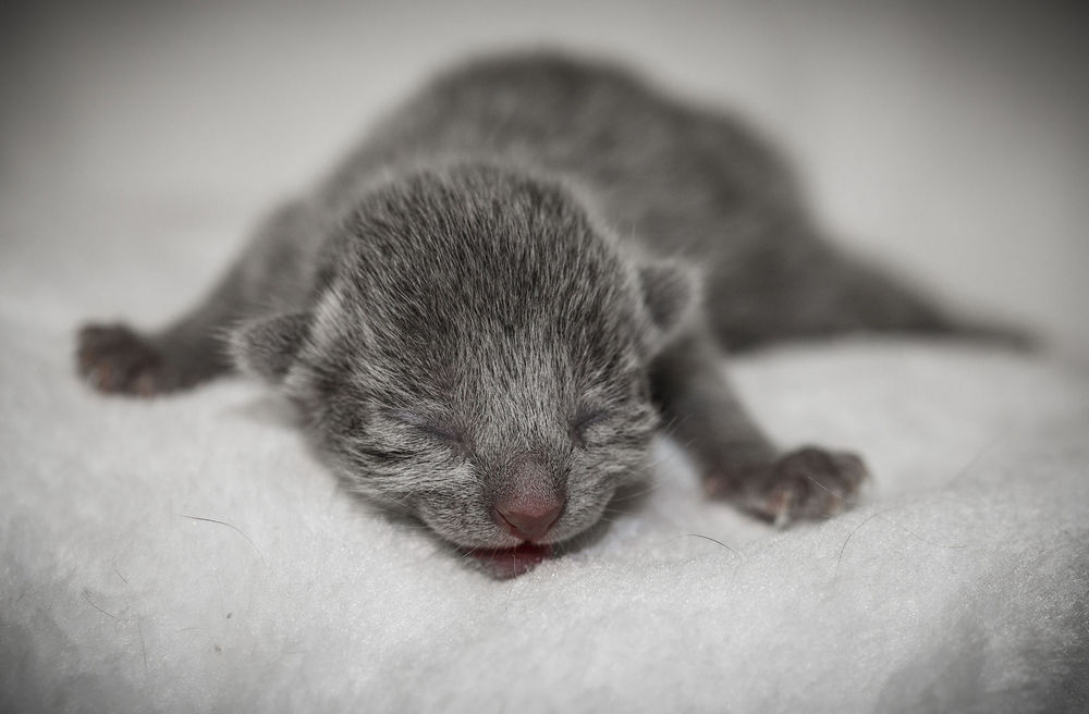 Gatito