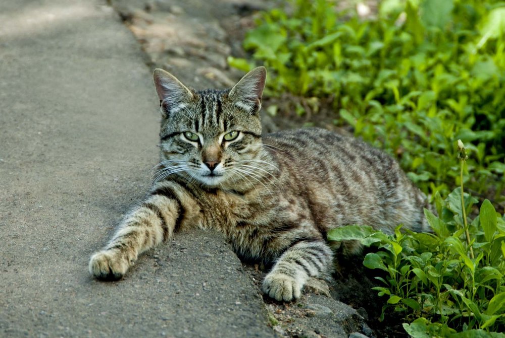 Gato mestizo en la hierba