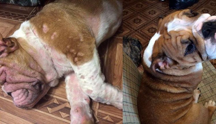 Urticaria en el perro