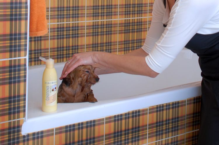 Baño del perro