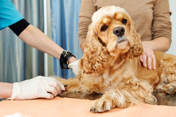 Spaniel