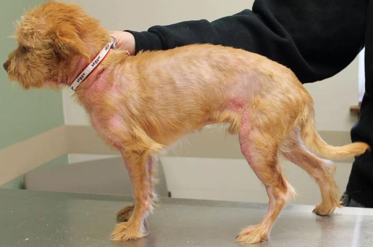 Urticaria en perros