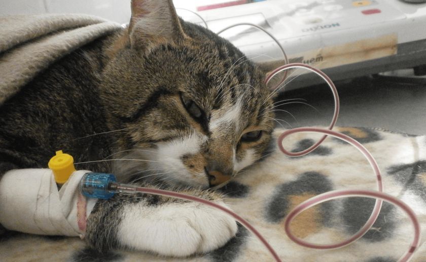 Gato con gotero