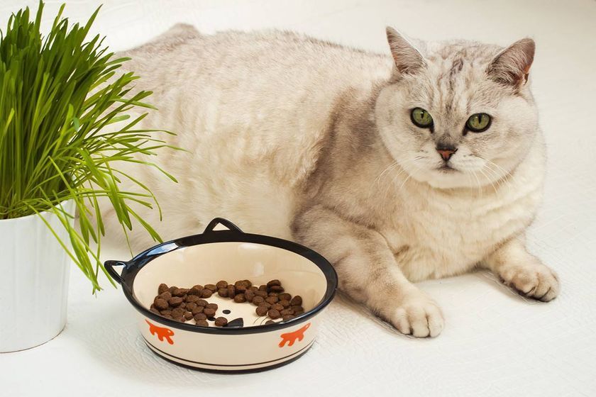 Comida para gato