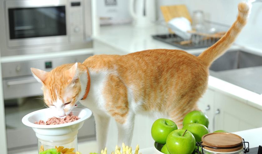Comida para el gato