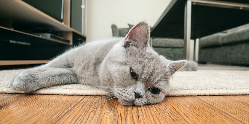Creatinina elevada en una gata