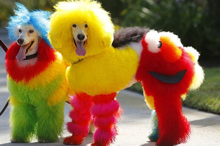 Cortes de pelo inusuales para perros
