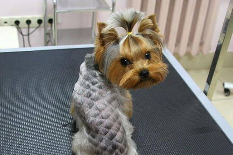 kreativnye-i-neobychnye-strizhki-sobak (16) Cortes de pelo inusuales para perros