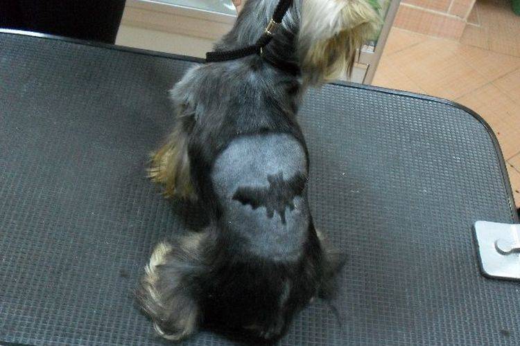 kreativnye-i-neobychnye-strizhki-sobak (17) Cortes de pelo inusuales para perros