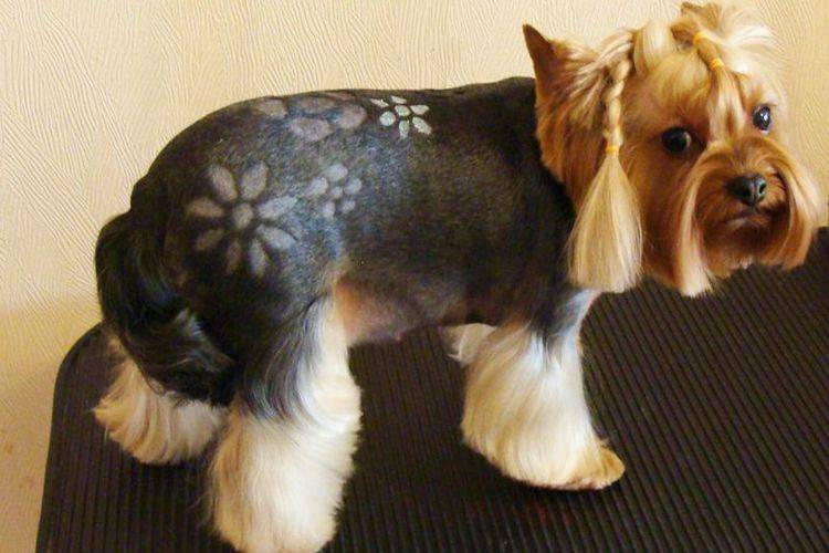 kreativnye-i-neobychnye-strizhki-sobak (18) Cortes de pelo inusuales para perros