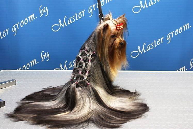 kreativnye-i-neobychnye-strizhki-sobak (19) Cortes de pelo inusuales para perros