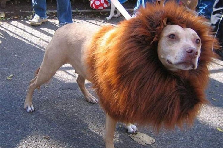 Perro cortado como un león