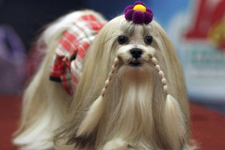 kreativnye-i-neobychnye-strizhki-sobak (21) Cortes de pelo inusuales para perros