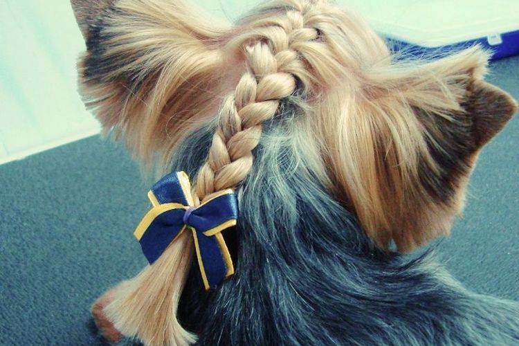 kreativnye-i-neobychnye-strizhki-sobak (22) Cortes de pelo inusuales para perros